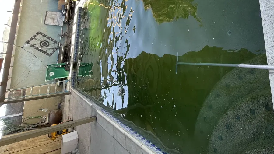Green algae water in a neglected backyard pool before cleanup